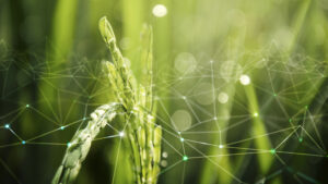 Sustainable farming with digital traceability network in Indian agriculture