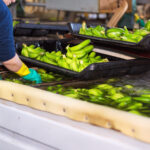 Keeping Produce Export-Ready: India’s Post-Harvest Methods