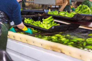 Worker washing and sorting green bananas in a hygienic packhouse as part of post-harvest care for export