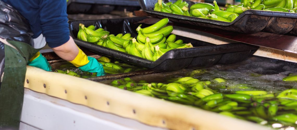 Worker washing and sorting green bananas in a hygienic packhouse as part of post-harvest care for export
